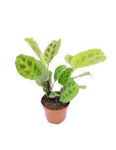 MARANTA LEUCONEURA 'KERCHOVEANA' Diam. vaso 12 cm