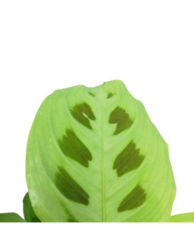 MARANTA LEUCONEURA 'KERCHOVEANA' Diam. vaso 12 cm