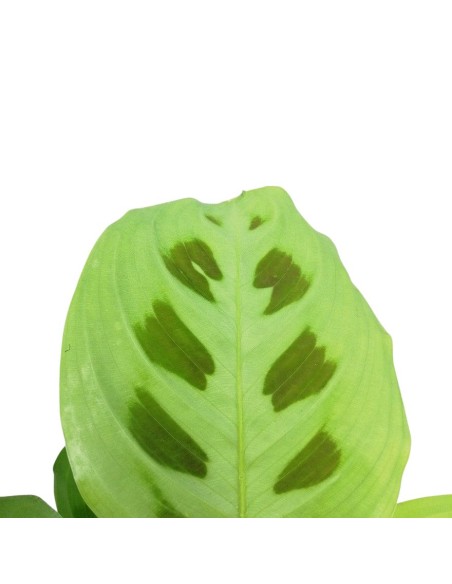 MARANTA LEUCONEURA 'KERCHOVEANA' Diam. vaso 12 cm