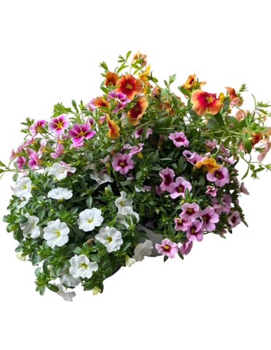 Calibrachoa Million Bells Vaso 14cm | Vendita Online Piante