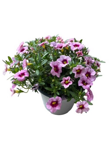 Calibrachoa Million Bells Vaso 14cm | Vendita Online Piante