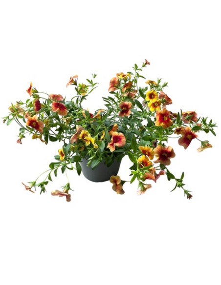 Calibrachoa Million Bells Vaso 14cm | Vendita Online Piante