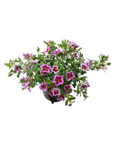 Calibrachoa Million Bells Vaso 14cm | Vendita Online Piante