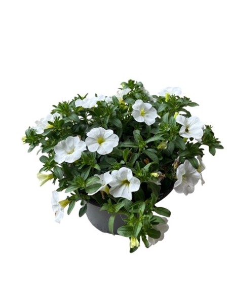 Calibrachoa Million Bells Vaso 14cm | Vendita Online Piante