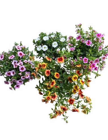 Calibrachoa Million Bells Vaso 14cm | Vendita Online Piante