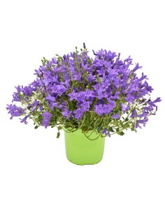 Campanula Portenschlagiana Ø 14 cm: Un Tappeto di Fiori Blu