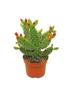 OPUNTIA QUITENSIS Vaso 12 dalla spettacolare fioritura