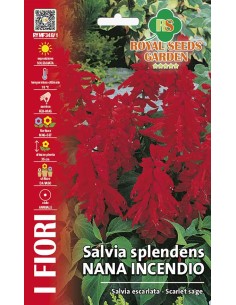 Salvia Splendens Nana Incendio Royal Seeds | Semi