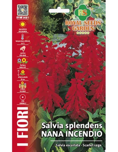 Salvia Splendens Nana Incendio Royal Seeds | Semi