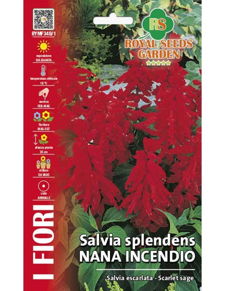 Salvia Splendens Nana Incendio Royal Seeds | Semi