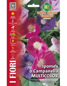Ipomea Campanella Multicolor Royal Seeds | Semi