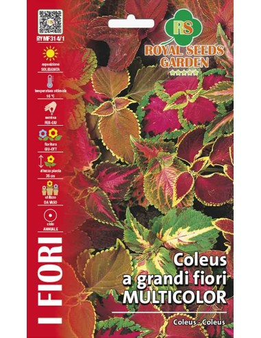 Coleus Grandi Fiori Multicolor Royal Seeds | Semi