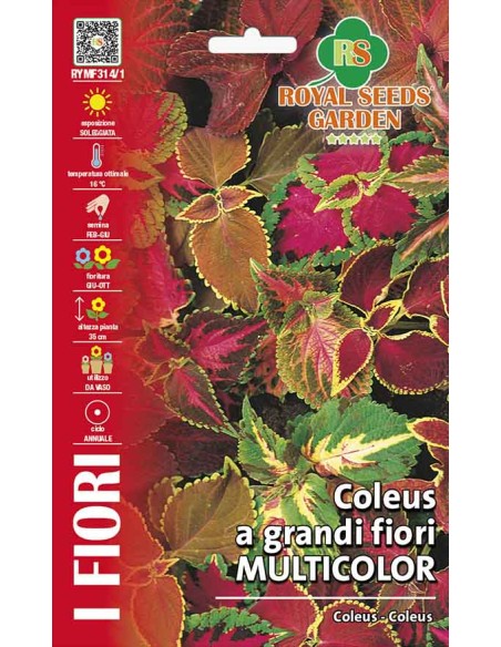 Coleus Grandi Fiori Multicolor Royal Seeds | Semi