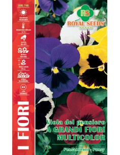 SEMI DI VIOLA DEL PENSIERO GRANDI FIORI MULTICOLOR