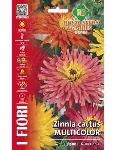 Zinnia Cactus Multicolor Royal Seeds | Semi da Fiore