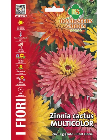 Zinnia Cactus Multicolor Royal Seeds | Semi da Fiore
