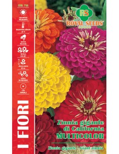 SEMI ZINNIA GIGANTE CALIFORNIA MULTICOLOR Fiori grandi