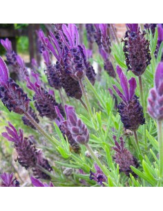 LAVANDA "STOECHAS" fiori viola intenso diametro vaso 19 cm