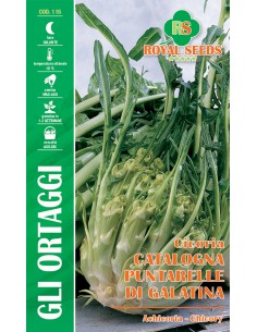 SEMI CICORIA CATALOGNA PUNTARELLE DI GALATINA