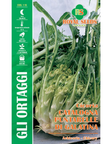 SEMI CICORIA CATALOGNA PUNTARELLE DI GALATINA