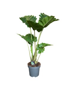 ALOCASIA PORTODORA Orecchie d'Elefante giganti