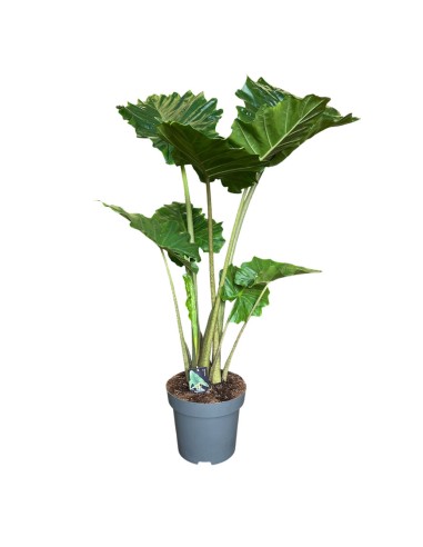 ALOCASIA PORTODORA Orecchie d'Elefante giganti