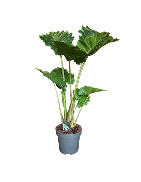 ALOCASIA PORTODORA Orecchie d'Elefante giganti