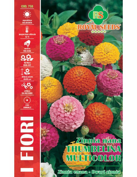 SEMI ZINNIA NANA THUMBELINA MULTICOLOR