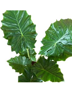 ALOCASIA PORTODORA Orecchie d'Elefante giganti 2