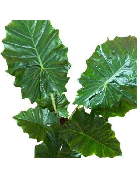 ALOCASIA PORTODORA Orecchie d'Elefante giganti