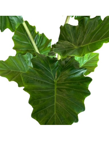 ALOCASIA PORTODORA Orecchie d'Elefante giganti