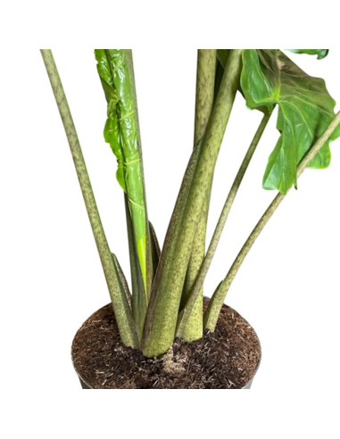ALOCASIA PORTODORA Orecchie d'Elefante giganti