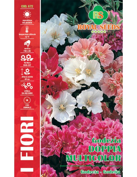 SEMI DI GODEZIA DOPPIA MULTICOLOR per aiuole e bordure