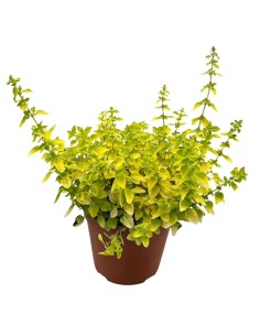 Origano Aureo v 14cm: la Pianta Aromatica dalle Foglie d'Oro