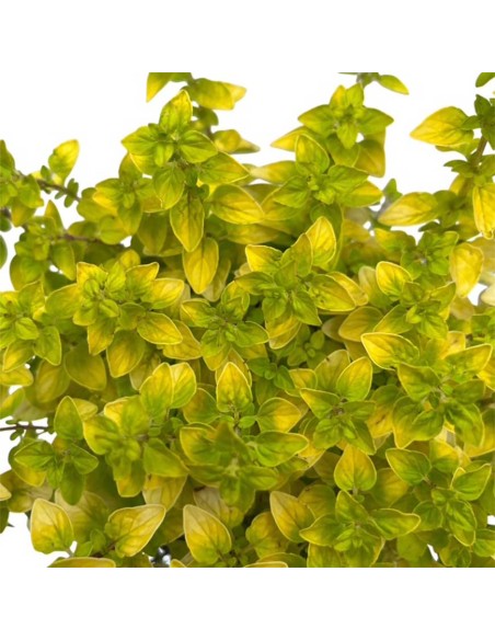 Origano Aureo v 14cm: la Pianta Aromatica dalle Foglie d'Oro