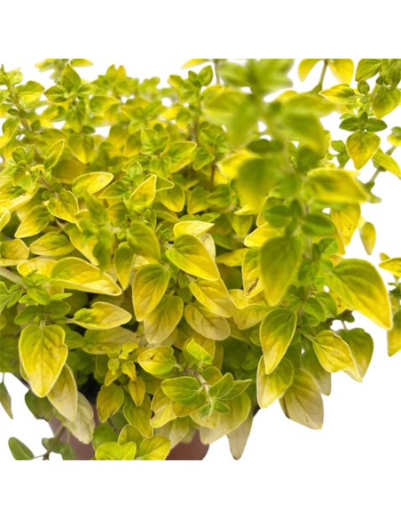 Origano Aureo v 14cm: la Pianta Aromatica dalle Foglie d'Oro