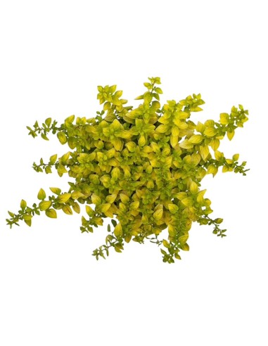 Origano Aureo v 14cm: la Pianta Aromatica dalle Foglie d'Oro