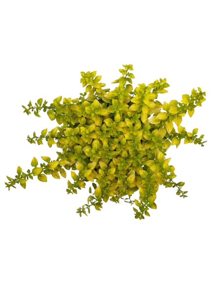 Origano Aureo v 14cm: la Pianta Aromatica dalle Foglie d'Oro