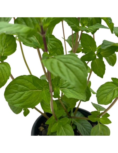 Menta Ginger Vaso 14 cm: l'Aromatica allo Zenzero da Balcone