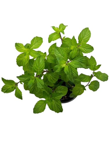 Menta Ginger Vaso 14 cm: l'Aromatica allo Zenzero da Balcone