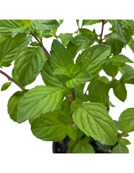 Menta Ginger Vaso 14 cm: l'Aromatica allo Zenzero da Balcone