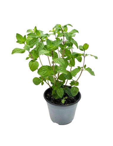 Menta Ginger Vaso 14 cm: l'Aromatica allo Zenzero da Balcone