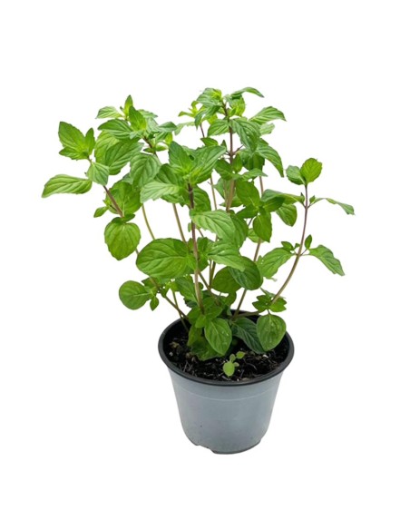 Menta Ginger Vaso 14 cm: l'Aromatica allo Zenzero da Balcone
