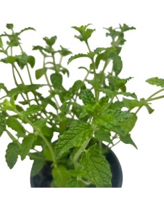 Menta Fragola vaso 14 cm: ideale per cocktail e dolci