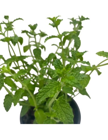 Menta Fragola vaso 14 cm: ideale per cocktail e dolci