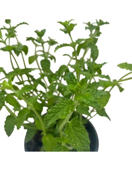Menta Fragola vaso 14 cm: ideale per cocktail e dolci