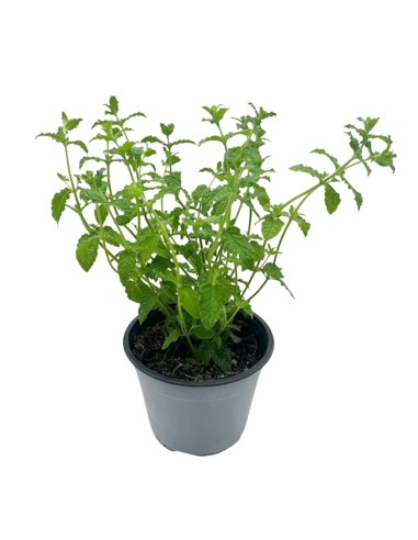 Menta Fragola vaso 14 cm: ideale per cocktail e dolci