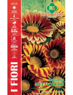 SEMI GAZANIA MULTICOLOR