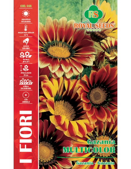 GAZANIA MULTICOLOR MAXI