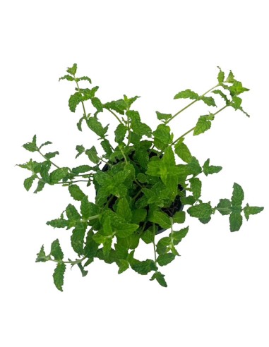 Menta Fragola vaso 14 cm: ideale per cocktail e dolci